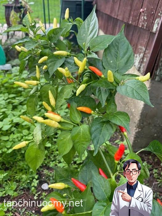 503507482_1257496895743473_6159571162129068979_n