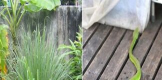 8 loại cây rắn nhìn thấy là tránh xa, trồng quanh nhà rắn không dám đến gần