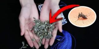 Vò nắm lá này đặt trong phòng, cả đêm không nhìn thấy con muỗi nào, yên tâm mà ngủ