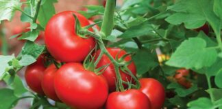 Loại rau tốt ngang tổ yến, canxi gấp 4 lần sữa: Ở Việt Nam bán đầy nhưng ít người biết ăn