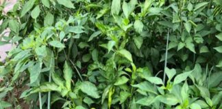 Loại lá chứa kho canxi, dưỡng gan bổ mắt, mọc đầy vườn, nhiều người không biết chỉ nhổ bỏ