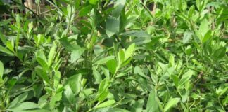 May mắn gặp loài cây này thì đừng vội chặt đi, hàng nghìn người sống lại với 7 bài thuốc từ lá của nó