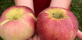 5 loại quả này nằm trong sách đen’ gây b:ệnh nuôi tế bào u ng th ư: Dù rẻ mấy cũng đừng m:ua ăn