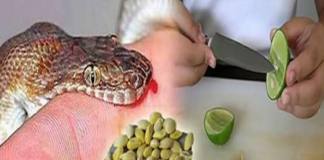 Lưu ngay bài thuốc quý giúp hút đ.ộc tố, cứu sống người bị ch;ó dạ;i, rắn c.ắ.n chỉ trong 1 phút