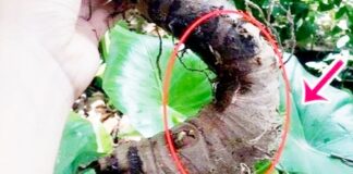 Ráy: Loài cây có nhiều công dụng chữa bệnh