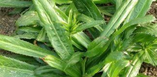 Có khóm này trong nhà – quý hơn cả 1 tủ thuốc