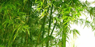 Bỏ túi ngay những tác dụng của lá tre và lưu ý khi sử dụng