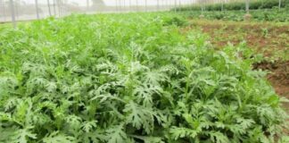 Thứ rau cực bổ dưỡng, xưa kia chỉ dùng cho Hoàng đế, nay vườn nhà nào cũng mọc kín