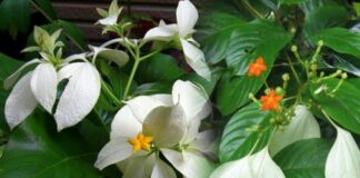 Bướm bạc: Loại dược liệu có nhiều tác dụng chữa bệnh