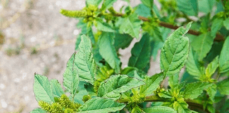 Dền gai: Loại cây mọc hoang đa năng