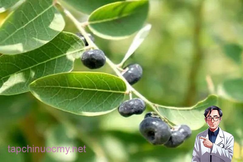 Quả phèn đen màu đen nhánh khi chín 