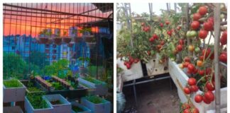 5 loại rau ‘không đội trời chung’ với tế bào K, có thể trồng ngay ở ban công