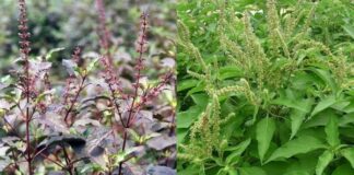 Loại cây ai ai cũng thờ ơ nhưng giúp chữa bách bệnh, có nó cả năm không phải tới bệnh viện