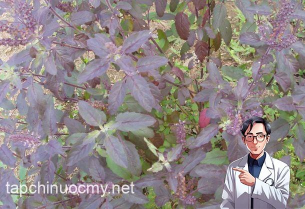 huong-nhu-tia