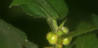 Cây vú bò – Vị thuốc kiện tỳ bổ phế