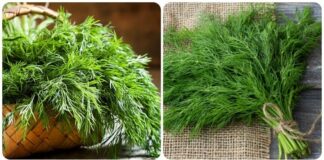 11 lợi ích của cây thì là đối với sức khỏe