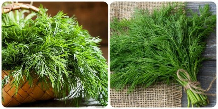 ipiccyimage-7-20153754