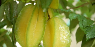 Ai mắc chứng tóc bạc sớm sẽ mừng rơi nước mắt vì tóc đen và mượt trở lại nhờ 3 quả khế chua