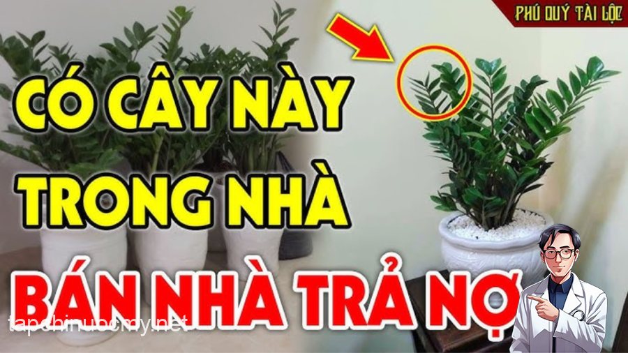 Cây kim tiền không hợp mệnh nào?