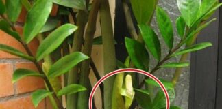 Có 3 cây này trong nhà thì bán nhà mà trả nợ cũng không hết, ai cũng đua nhau trồng, càng ngày chỉ càng nghèo thêm