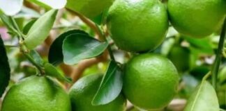 Lá chanh là báu vật cực tốt sức khỏe, thật không may 90% mọi người không biết mà dùng