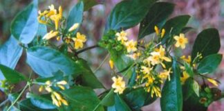 Lá ngón: Chất độ c chế t người ở vùng núi và cách cấp cứu ngộ độc lá ngón hiệu quả