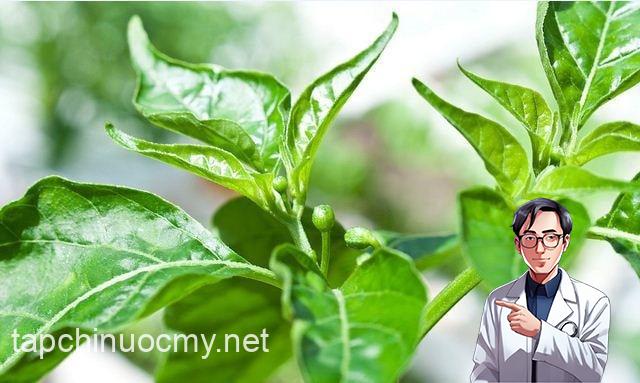 Phần ngọn và lá ớt có thể chế biến thành nhiều món ngon bổ dưỡng