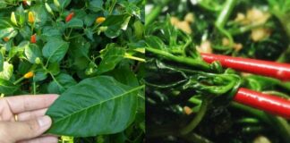 Loại lá chứa kho canxi, dưỡng gan bổ mắt, mọc đầy vườn, nhiều người không biết chỉ nhổ bỏ