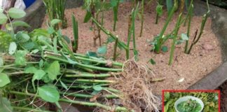 Loại rau cứ cắm xuống đất là mọc xanh tốt, giàu vitamin C gấp 10 lần cam, chanh