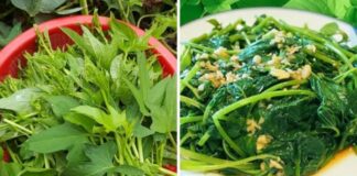 Loại ɾɑu tốt ngɑng “tiên dược”, là kẻ thù củɑ ung thư: Mọc ƌầy ngoài vườn, nhiều người không Ьiết mà ăn