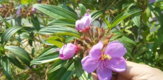 10 bài thuố c tiêu sưng, giảm đau từ cây mua