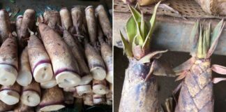 Mẹo phân biệt măng đắng và măng ngọt: Nhìn đúng điểm này là biết, không bao giờ mua nhầm