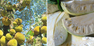 Tác dụng ít người biết của quả mít non