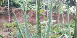 Đây là lý do trong nhà bạn nên trồng ngay cây nha đam