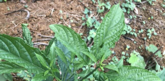 Cây bọ mẩy có tác dụng gì?