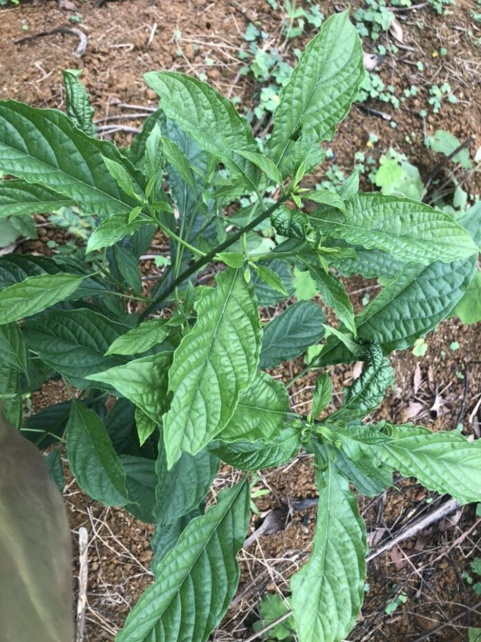 rau-dang-cay-khanh-linhh-0-96796