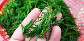 Loại rau dại được ví như ‘lộc trời’, chỉ ăn sương vẫn tươi tốt, được săn lùng nhất chợ