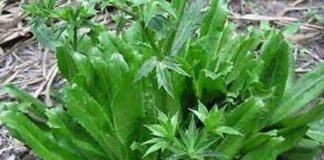 Trồng cây rau mùi tàu trong vườn, chẳng khác gì có ‘một tủ thuốc an toàn cho cả gia đình’