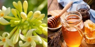 Hoa đu đủ đực ngâm cùng thứ này ‘quý như vàng’: Lợi ích tuyệt vời nhà nào cũng cần