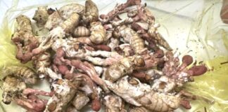 Ăn “đông trùng hạ thảo” mọc trên nhộng ve, 1 người nguy kịch