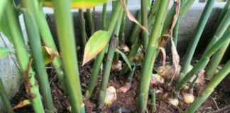 Mẹo trồng Gừng tại nhà cho củ to mập, ăn quanh năm không hết