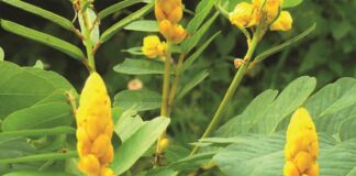 Những công dụng tuyệt vời của lá muồng trâu có thể bạn chưa biết