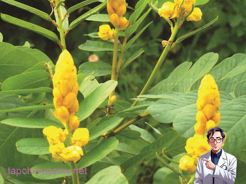 Lá muồng trâu xuất hiện ở khắp mọi nơi