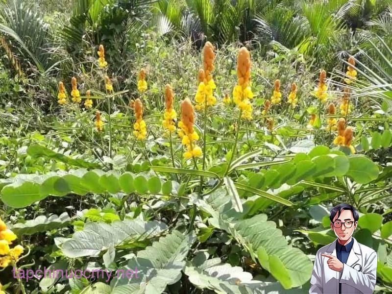 Công dụng sức khỏe tuyệt vời từ những bài thuốc lá muồng trâu