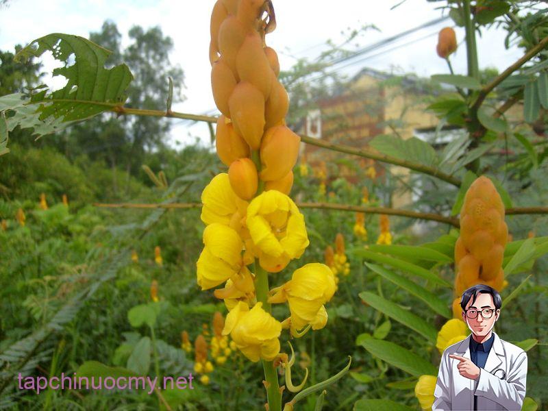 Bài thuốc lá muồng trâu