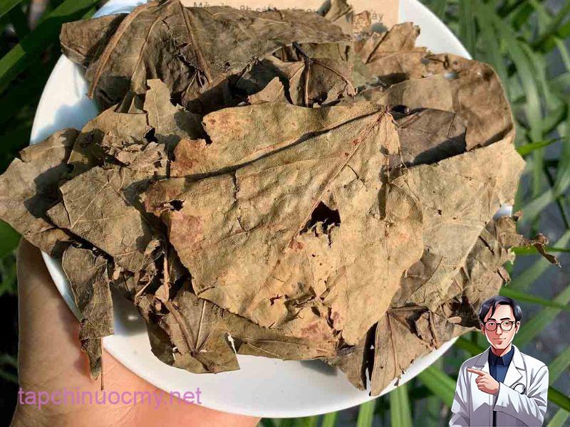 Cần chú ý khi sử dụng lá muồng trâu chữa trị bệnh