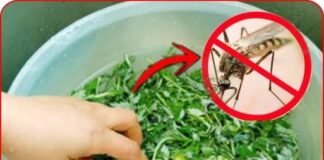 Vò nắm lá này đặt trong phòng, cả đêm không nhìn thấy con muỗi nào, yên tâm mà ngủ