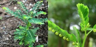 Cây bạn nhìn thấy trong hình là một trong những cây kỳ diệu nhất trên thế giới…