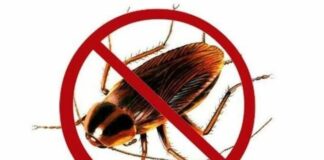 Chỉ bạn 4 cách hiệu quả để nhà không có một bóng con gián nào