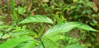 Vừa làm rau vừa làm thuốc, Cây bọ mẩy có tác dụng gì?